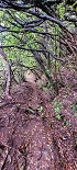 Plants: image 41 Of 208 Thumb